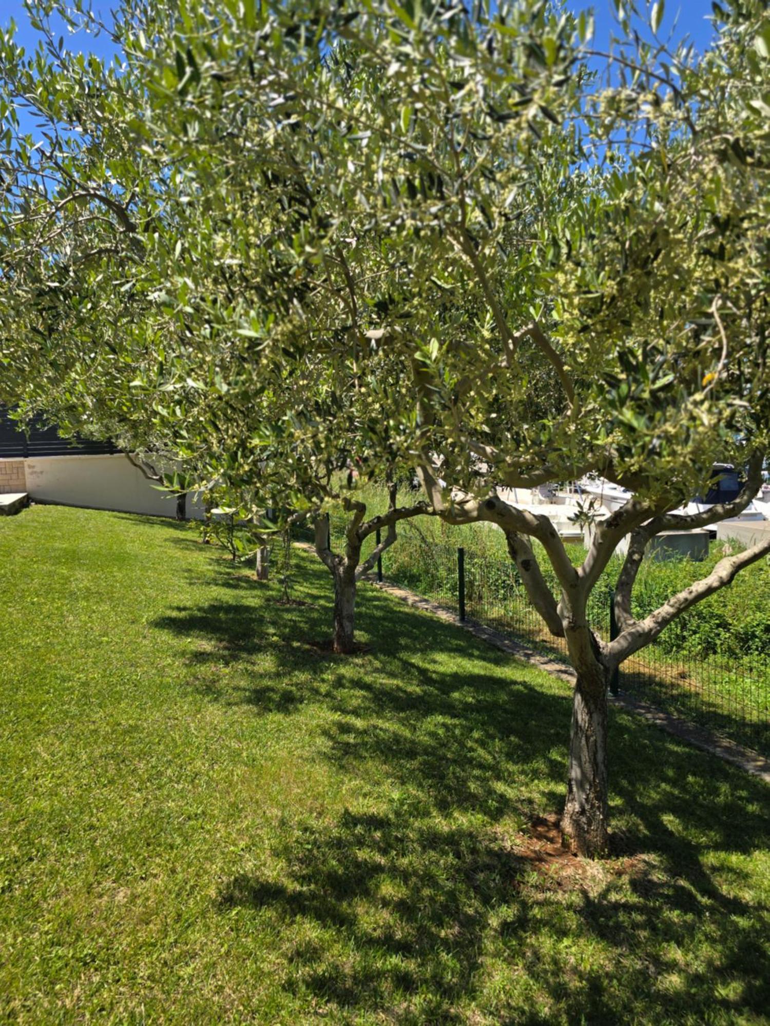 Ferienwohnung Olive garden Banjole Exterior foto